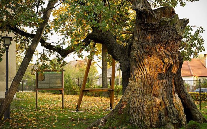 Május 10. Madarak és Fák napja – Magyarország fái